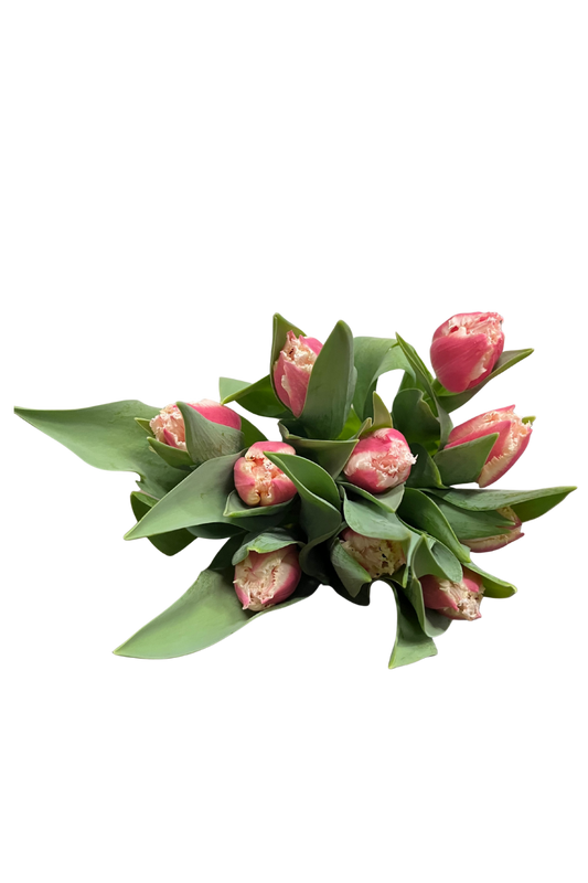 Franje roze tulpenbos