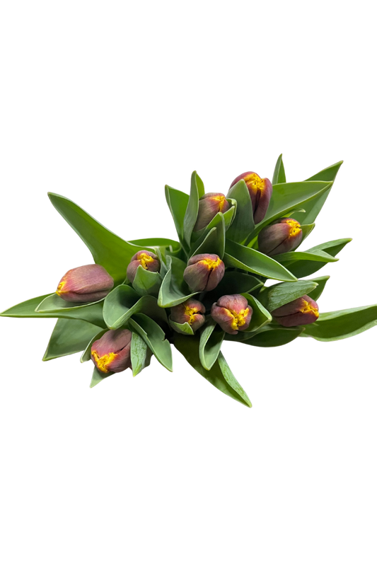 Franje bico tulpenbos