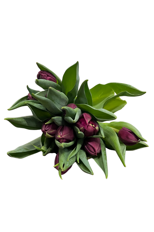 Dubbele paarse tulpenbos