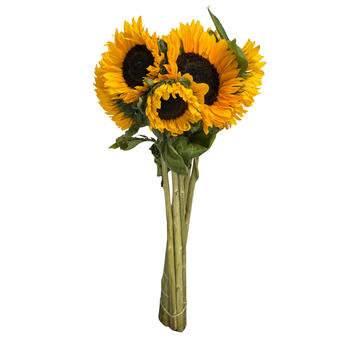 Zonnebloemen