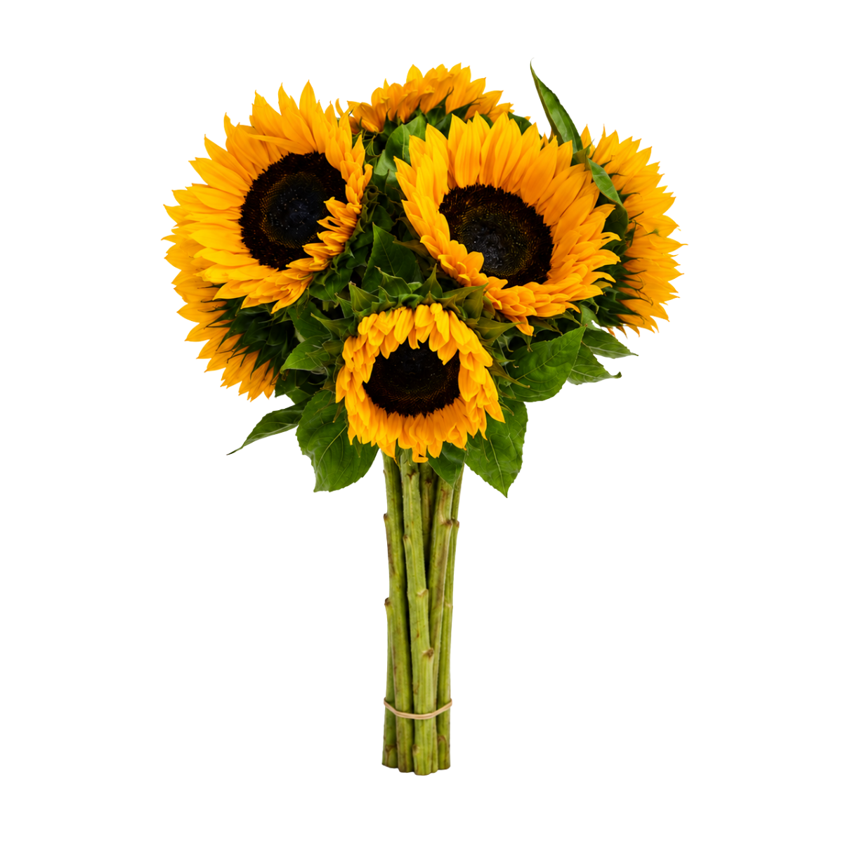 Zonnebloemen